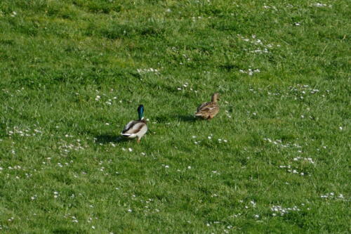 confinement canards dans la pelouse 2