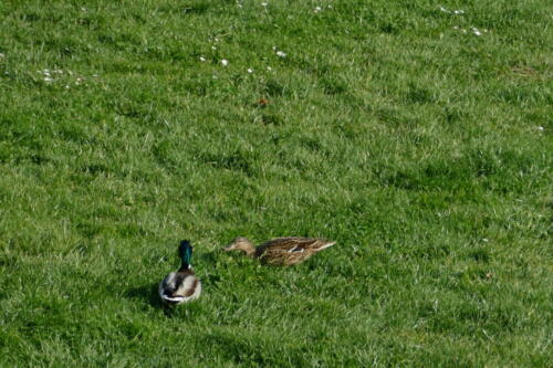 confinement canards dans la pelouse